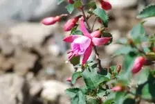DSC_0318.webp