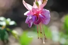 DSC_0352.webp