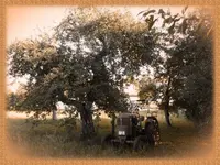 Unterm alten Apfelbaum296-2.webp