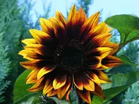 _Soblu geflammt.webp