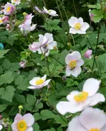 DSC_0002 Herbstanemone.webp