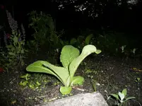 P1020441.webp