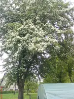 DSC00802.webp