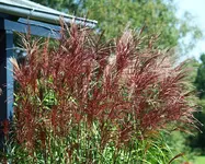 blühendes Gras_kleiner.webp