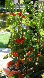 reife Tomis_kleiner.webp