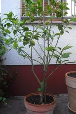 Drehen von CIMG3029.webp Drehen von CIMG3029.webp