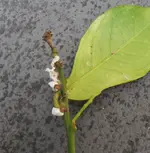 CIMG3030.webp CIMG3030.webp