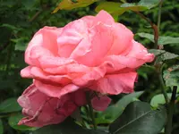 IMG_8449 Abraham Darby - Austin.webp