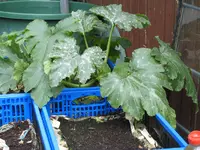IMG_8463 Zuchcini in Kiste.webp