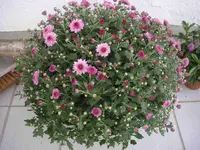 BuschchrysanthemeDsc03615.webp