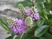 StrauchveronikaDsc03618.webp