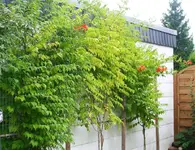 Garagenwand mit Mme Galen_kleiner.webp