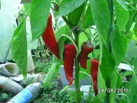 BILD0203.webp