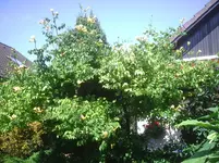 gelbe Trompete.25.08.2011.webp