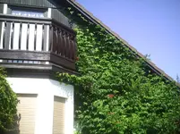 rote Klettertrompete.25.08.2011.webp