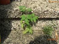CIMG2718.webp
