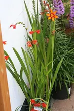 2 verschiedene Montbretien.webp