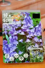 Blaustern oder Scilla campanulata blue.webp