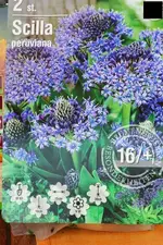 Blaustern oder Scilla peruviana.webp