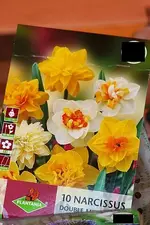 doppelfarbige Narzissen.webp