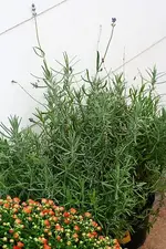große Lavendel.webp