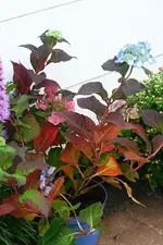 Hortensie Endless Summer.webp