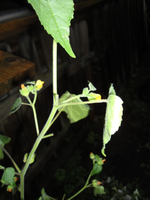 Blüten.webp