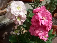 CIMG7019.webp