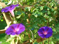 CIMG7088.webp