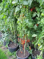 IMG_0574.webp