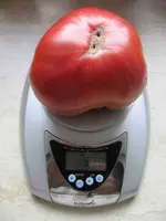 IMG_0583 Black Krim.webp