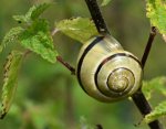 DSC_0576 Schnirkelschnecke.jpg