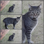 Oskar.webp