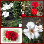 Rosen aus der Baumschule.webp