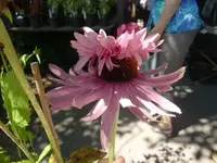 CIMG9870.webp