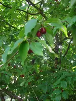 CIMG2661.webp