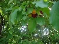 CIMG2662.webp