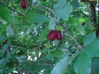 CIMG2663.webp