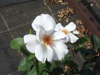 weisse Rose (2).webp