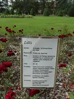 Lilli (2).webp
