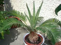 CIMG3920.webp