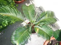 CIMG3921.webp