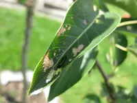 Birne Schädling.webp