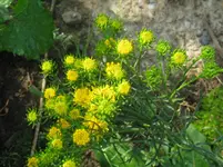 IMG_goldhaar aster_1067x800.webp