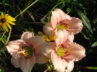 IMG_sil.jerome pillow2_1067x800.webp