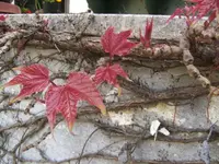 BILD0972.webp