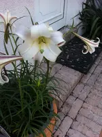garten in juni 087.webp