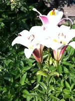 006.webp