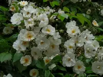 P1040702.webp P1040702.webp