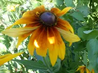 DSC00145.webp